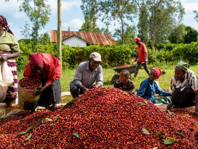 Coffee cherry sorting
