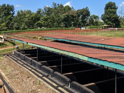 Coffee fermentation process