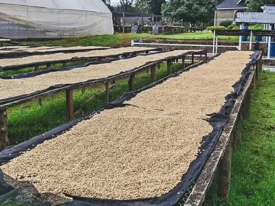 Coffee drying on raised beds