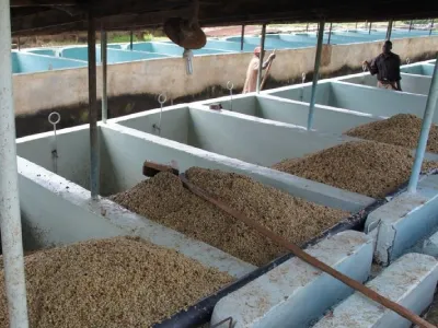 Coffee soaking process