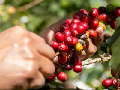 Selective handpicking of ripe coffee cherries