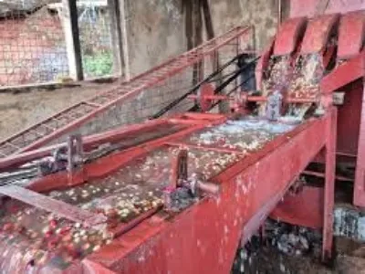 Coffee pulping process